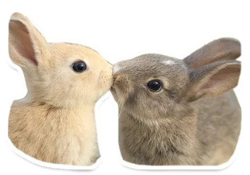 Rabbo the Muscle Rabbit sticker 73