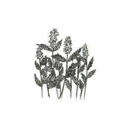 rdwdtr sticker 4