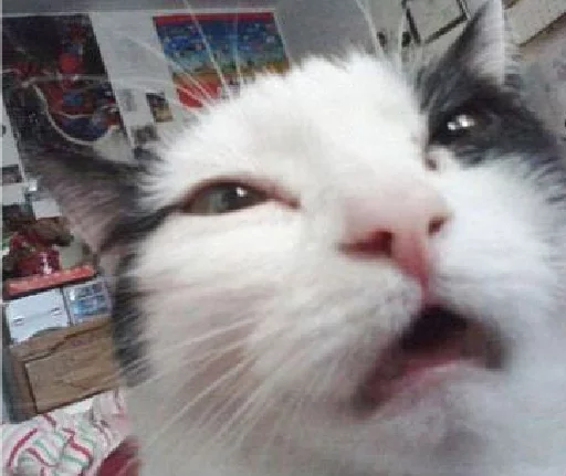 real cat sticker 11