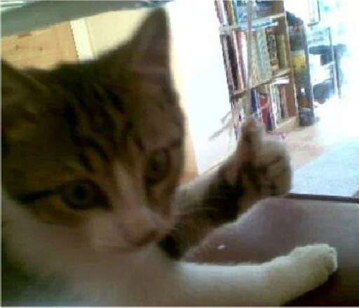 real cat sticker 4