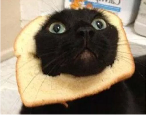 real cat sticker 9