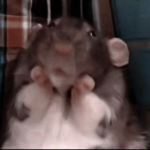 Mouse sticker 3