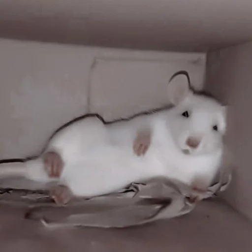 Mouse sticker 7