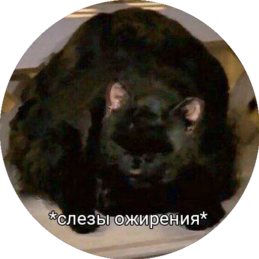 Saberhagencat sticker 10