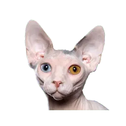 Сфинкс Telegram sticker pack