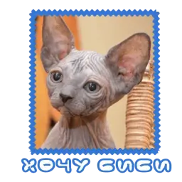 Сфинкс sticker 7