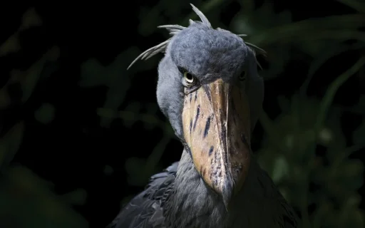 Shoebill Telegram sticker pack