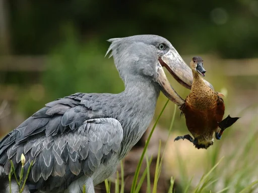 Shoebill sticker 2