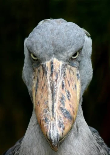 Shoebill sticker 3
