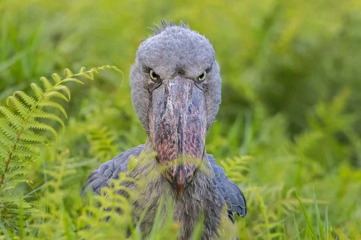 Shoebill sticker 4