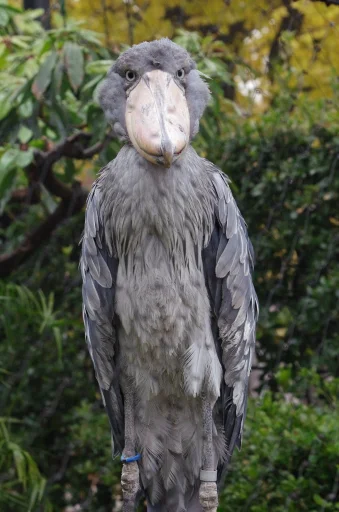 Shoebill sticker 5