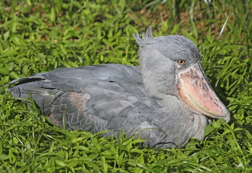 Shoebill sticker 6