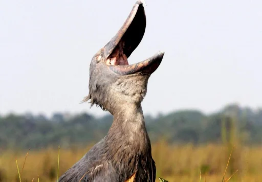 Shoebill sticker 7
