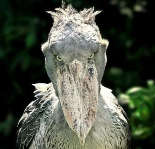 Shoebill sticker 8