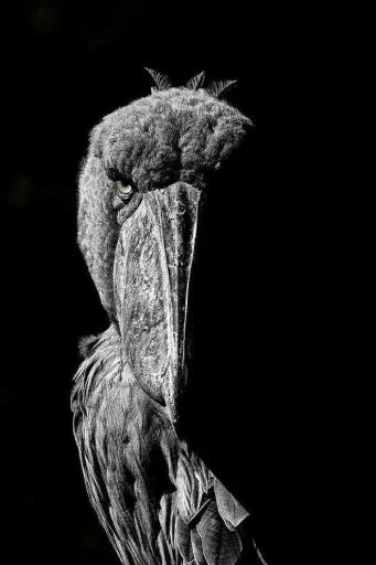 Shoebill sticker 10