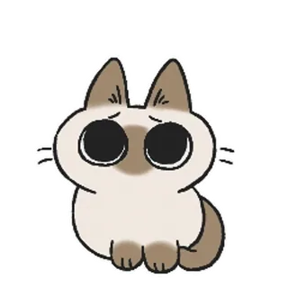 siamesecatlive_video sticker 2