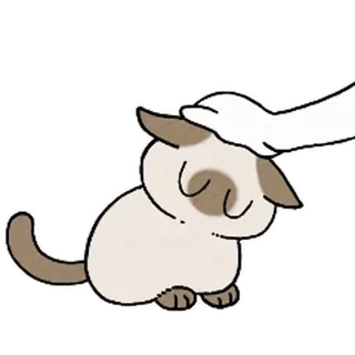 siamesecatlive_video sticker 13