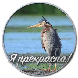 Сибирский Валенок sticker 5