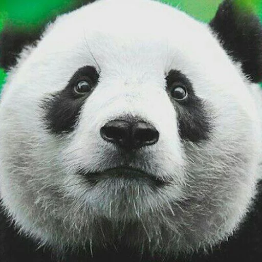 SiempreConSonrisa sticker 10