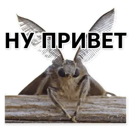 Тутовый шелкопряд Telegram sticker pack