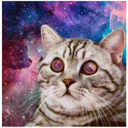 Кот-скептик Telegram sticker pack