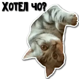Кот-скептик sticker 12