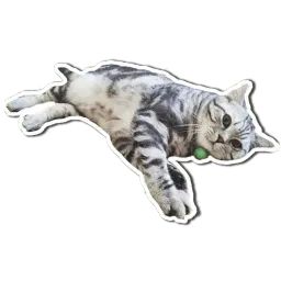 Кот-скептик sticker 5