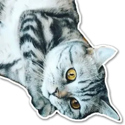 Кот-скептик sticker 6