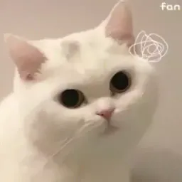 Смешные коты sticker 2