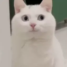 Смешные коты sticker 11