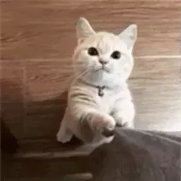 Смешные коты sticker 12