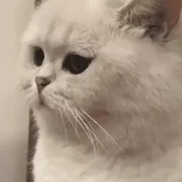 Смешные коты sticker 4