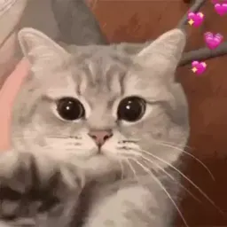 Смешные коты sticker 5