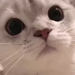Смешные коты sticker 6