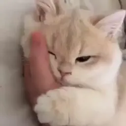 Смешные коты sticker 7