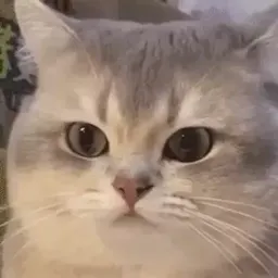 Смешные коты sticker 8
