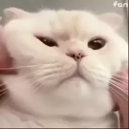 Смешные коты sticker 9