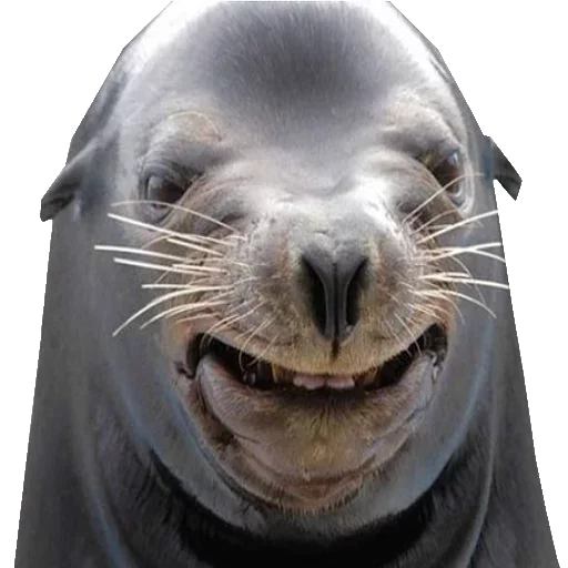 Твои стикеры — @stckrRobot sticker 6
