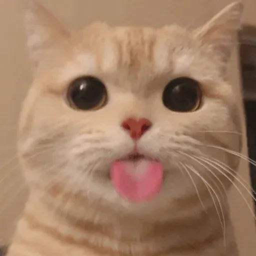 MEMES GATITOS sticker 2