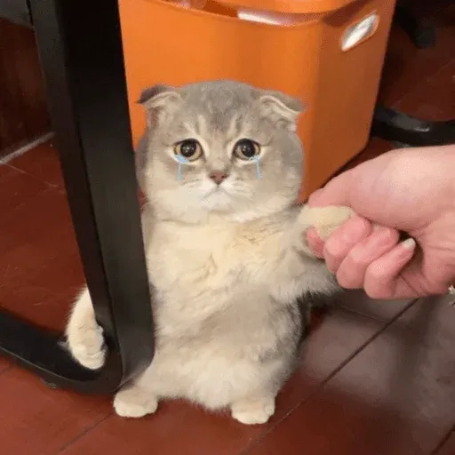 MEMES GATITOS sticker 12