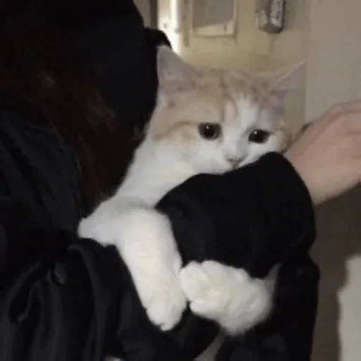 MEMES GATITOS sticker 14