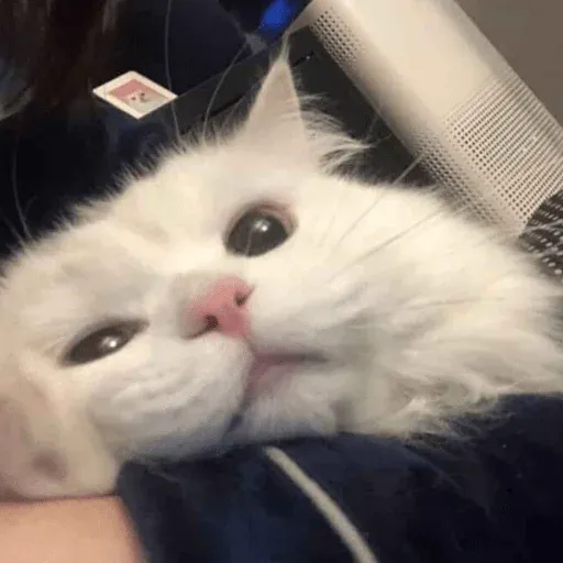 MEMES GATITOS sticker 15