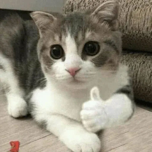 MEMES GATITOS sticker 3