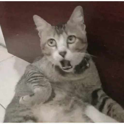 MEMES GATITOS sticker 4