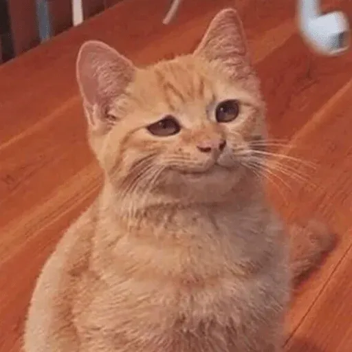 MEMES GATITOS sticker 5