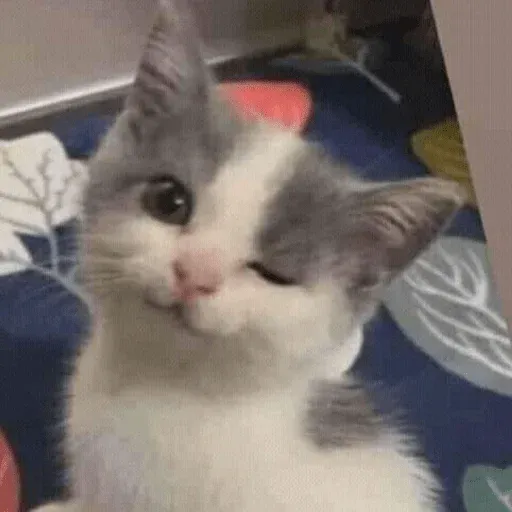 MEMES GATITOS sticker 6