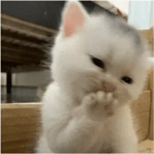 MEMES GATITOS sticker 7