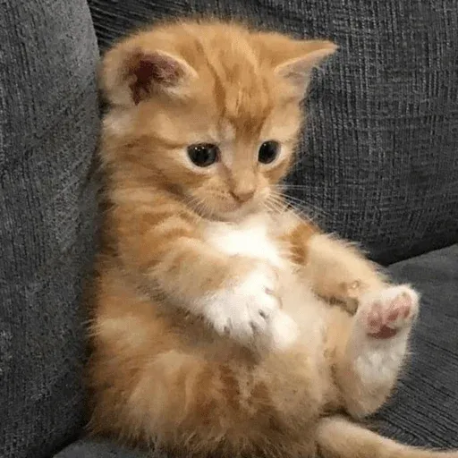 MEMES GATITOS sticker 8