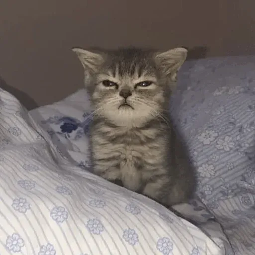 MEMES GATITOS sticker 9