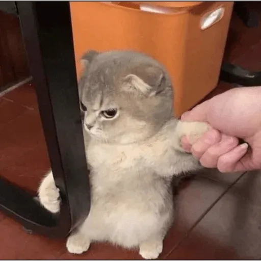 MEMES GATITOS sticker 10